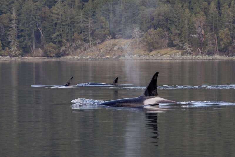 Nanaimo: Whale Watching Semi-Covered Boat Tour - Whale ID catalogues: why individual recognition is a big deal