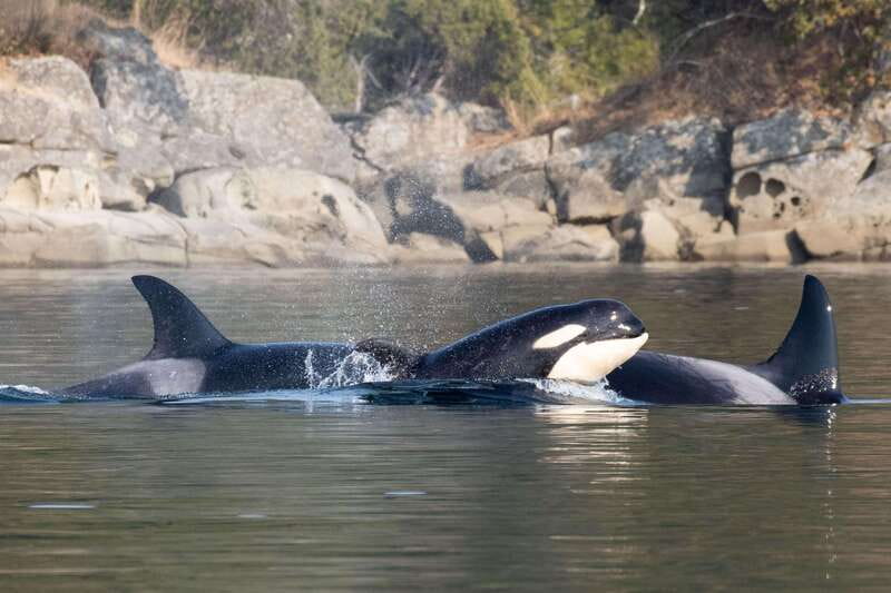 Nanaimo: Whale Watching Semi-Covered Boat Tour - Conservation talk at the end: BC orca threats explained plainly