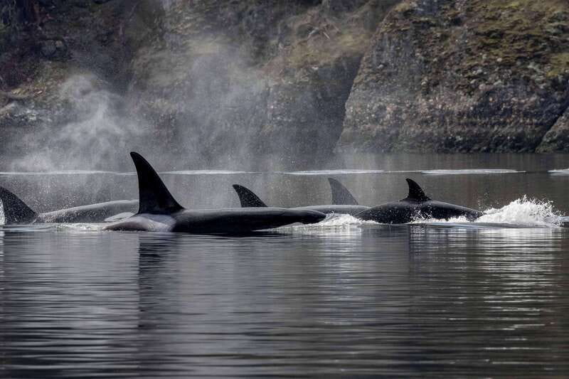 Nanaimo: Whale Watching Semi-Covered Boat Tour - Semi-covered boat ride on the Salish Sea: what comfort looks like