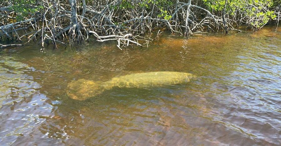 Naples, FL: Manatee Sightseeing and Wildlife Boat Tour - Timing and Pace: 90 Minutes That Works for Families