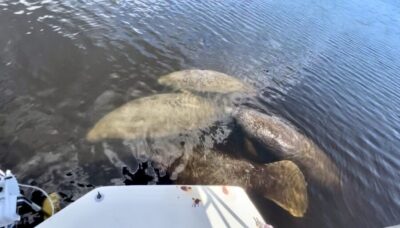 Naples, FL: Manatee Sightseeing and Wildlife Boat Tour - Getting There at Port of the Islands Marina (Dock D)