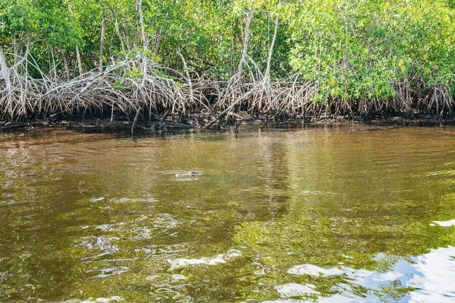 Naples, FL: Manatee Sightseeing and Wildlife Boat Tour - Your Guide on the Water: Why Names Like Captain Pat and Dallas Matter