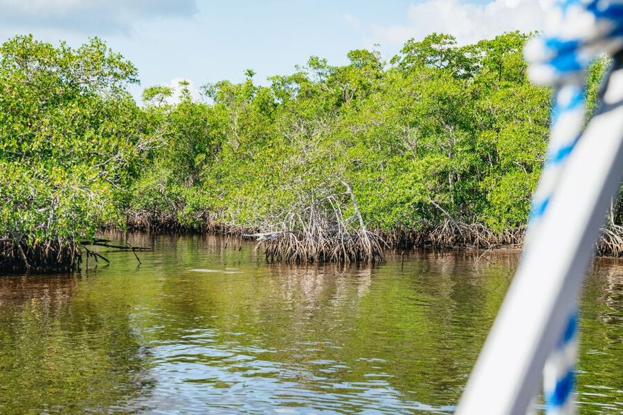 Naples, FL: Manatee Sightseeing and Wildlife Boat Tour - Food, Drinks, and the Alcohol Detail You Should Know