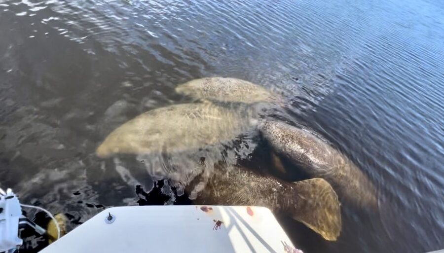 Naples, FL: Manatee Sightseeing and Wildlife Boat Tour - Getting There at Port of the Islands Marina (Dock D)