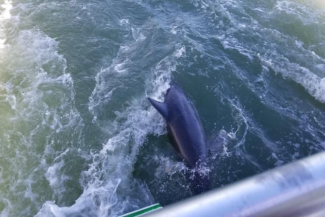 Naples Sightseeing Boat Tour - Wildlife spotting: birds, dolphins, and manatees in season