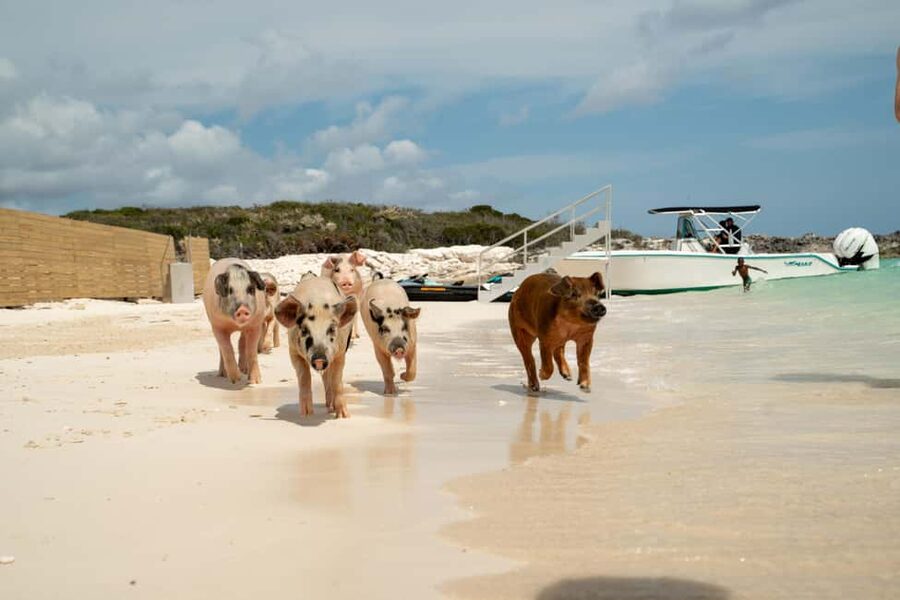 Nassau: Swimming Pigs, Snorkeling, Lunch, & Beach Boat Tour - Lunch and drinks: more substantial than most boat tours