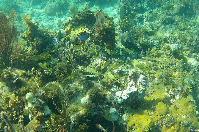 Negril Glass Bottom Boat Tour Snorkeling and Booby Cay - Pickup and Timing: How to Start the Day Smoothly