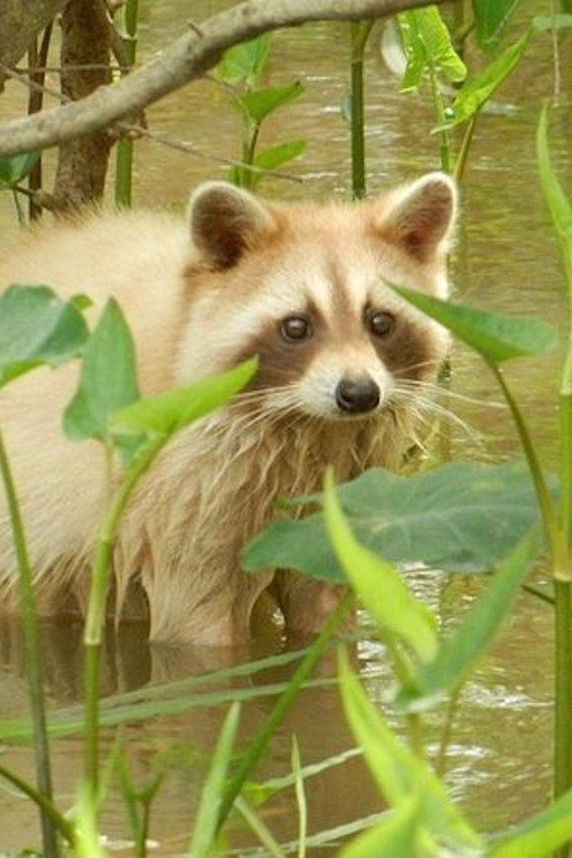 New Orleans: Honey Island Swamp and Bayou Boat Tour - Honey Island Swamp in Slidell: What You’re Really Signing Up For