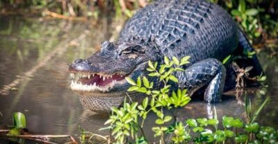 New Orleans: Honey Island Swamp and Bayou Boat Tour - The Boat Ride: Open-Air Comfort and Better Wildlife Viewing
