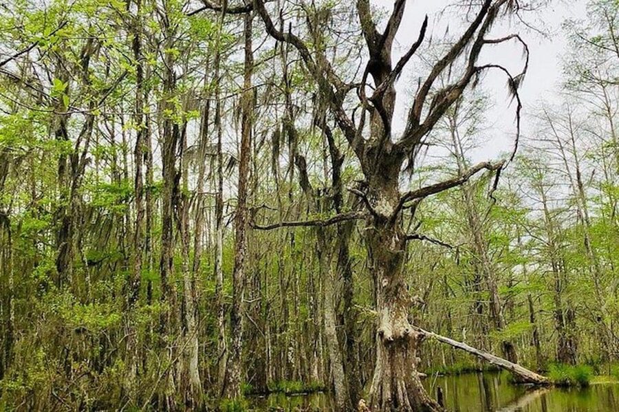 New Orleans: Honey Island Swamp and Bayou Boat Tour - Weather Rules: Dress for All Conditions