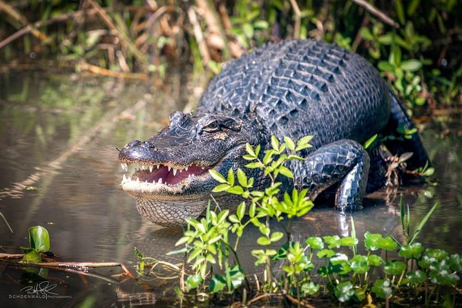 New Orleans Self-Transport Swamp and Bayou Boat Tour - Honey Island Swamp: Why This Boat Ride Feels Different