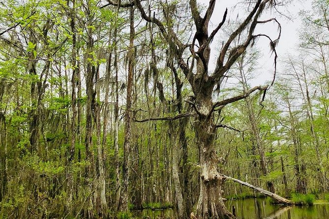 New Orleans Self-Transport Swamp and Bayou Boat Tour - Getting There From New Orleans: Self-Transport Is the Real Decision