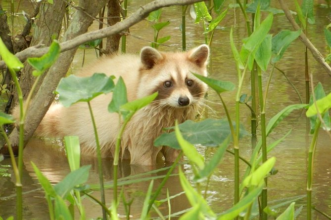 New Orleans Swamp and Bayou Boat Tour with Transportation - Wetlands Under Pressure: Why the Guide Talks Preservation