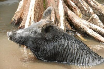 New Orleans Swamp and Bayou Boat Tour with Transportation - Wildlife on Honey Island Swamp: What to Look For