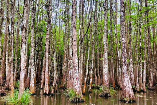 New Orleans Swamp and Bayou Boat Tour with Transportation - Transportation and Group Flow: A Smooth Day Trip, With One Caution