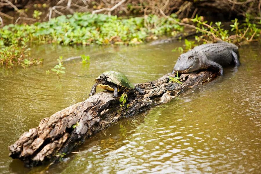 New Orleans: Swamp & Bayou Boat Tour with Transportation - Key things to know before you go