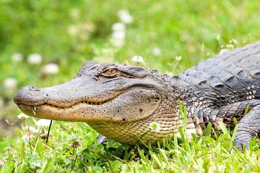 New Orleans: Swamp Boat Ride and Historic Plantation Tour - Who This Tour Fits Best (and Who Might Want a Different Plan)