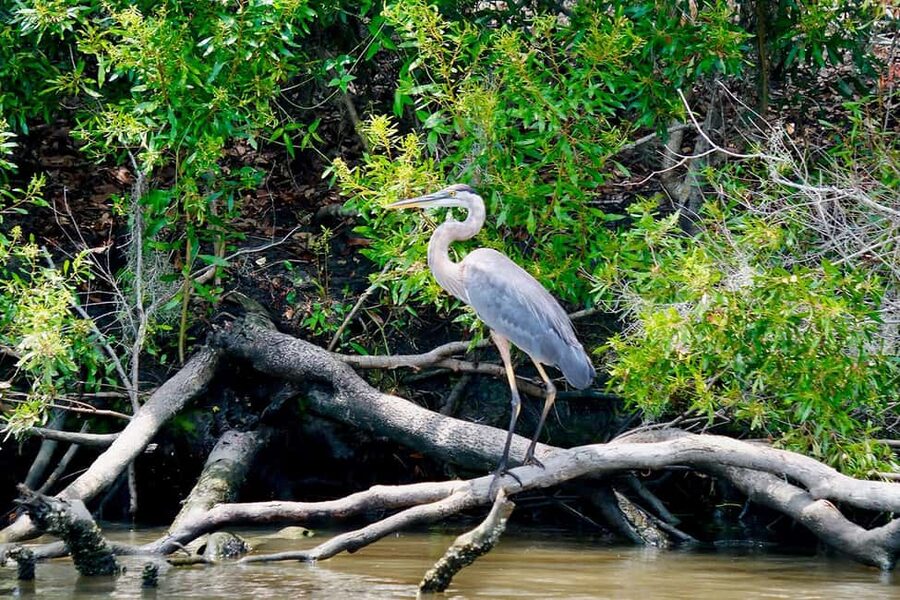 New Orleans: Swamp Boat Ride & Oak Alley Plantation Tour - Who should book this Oak Alley and Manchac Swamp tour