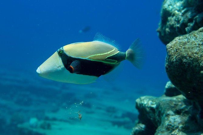 Ni'ihau and Na Pali Coast Snorkel Boat Tour - Ni’ihau, the forbidden island: seeing what most people never visit