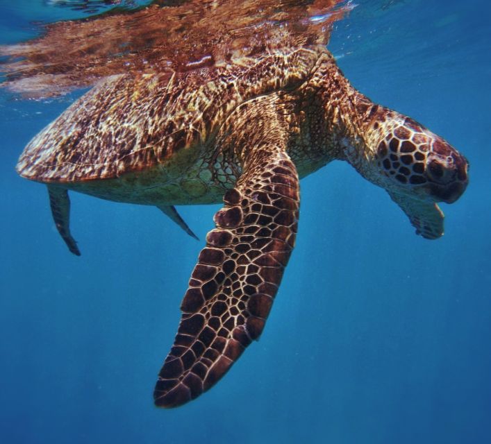 Oahu: Turtle Canyon Snorkeling Boat Tour - Key things you’ll feel fast