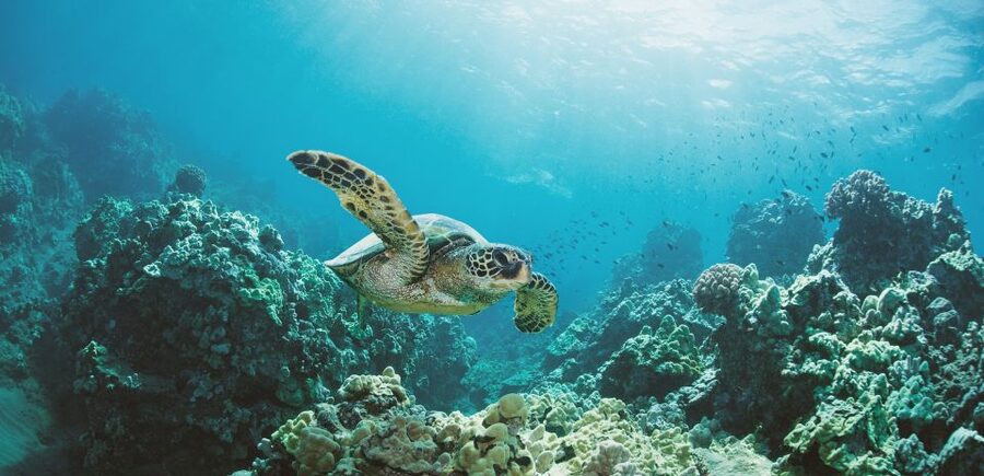 Oahu: Turtle Canyon Snorkeling Boat Tour - Pier B to Turtle Canyon: how the 2-hour ride actually plays