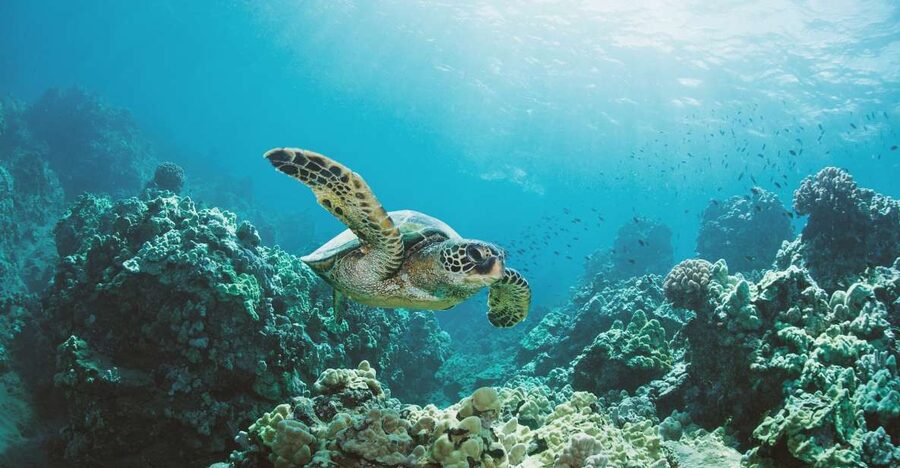 Oahu: Turtle Canyon Snorkeling Boat Tour - Diamond Head sailing views: the “pre-snorkel” payoff