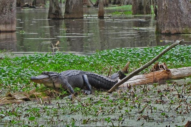 Oak Alley Plantation and Swamp Boat Tour from New Orleans - Alligators, marshmallows, and setting the right expectations