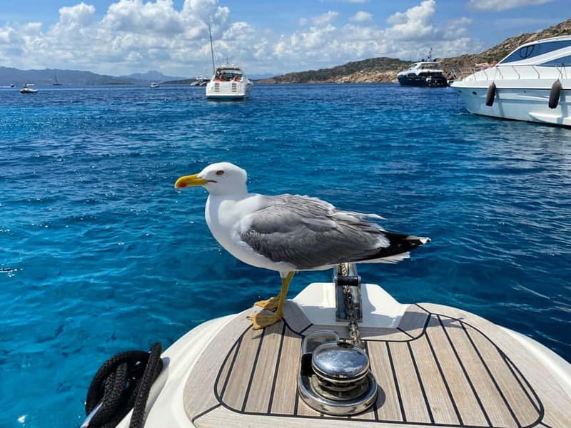 Olbia: Boat tour to watch Dolphins and snorkeling - Key Highlights You’ll Actually Care About