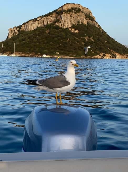 Olbia: Boat tour to watch Dolphins and snorkeling - Who Should Book (and Who Should Skip It)