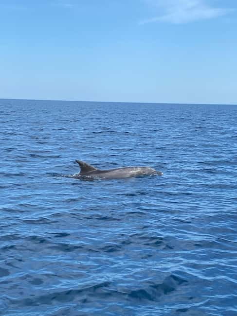 Olbia: Boat tour to watch Dolphins and snorkeling - From Molo Bosazza to Open Water: The Easy Part (With No Pickup)