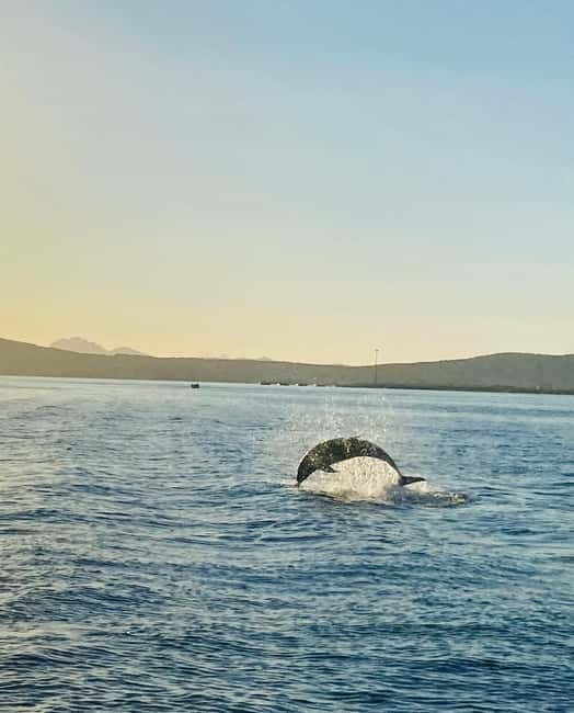 Olbia: Boat tour to watch Dolphins and snorkeling - Aperitivo on Board: Sardinian Flavor Without the Restaurant Hassle