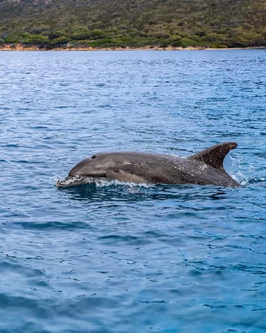 Olbia: Boat tour to watch Dolphins and snorkeling - Small Group Comfort: Why Up to 10 People Feels Better
