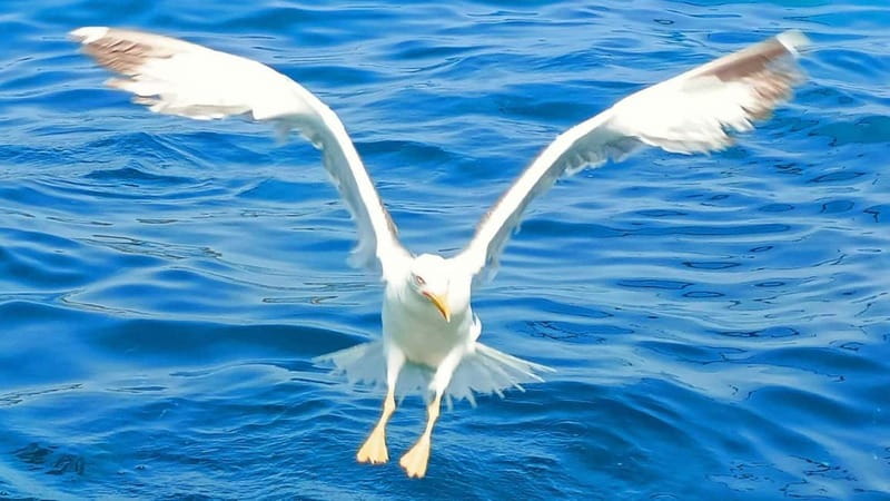 Olbia: Boat tour to watch Dolphins and snorkeling - Your Boat: 7 Meters, Big Views, and a Group That Stays Together