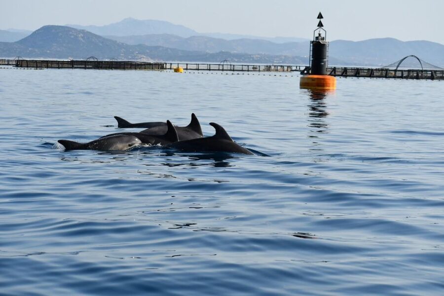 Olbia: Dolphin Watching and Snorkeling Boat Tour - Olbia’s dolphin cruise: the quick route to Figarolo and Tavolara waters