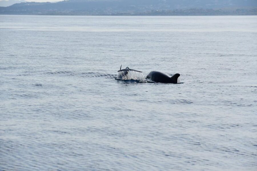 Olbia: Dolphin Watching and Snorkeling Boat Tour - Price and value: what you get for about $77 per person