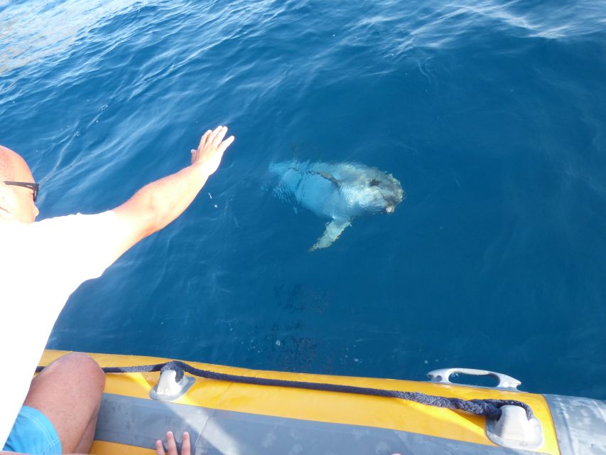 Olbia: Dolphin Watching and Snorkeling Boat Tour - Cape Figari panoramas: why the views stop is more than a break