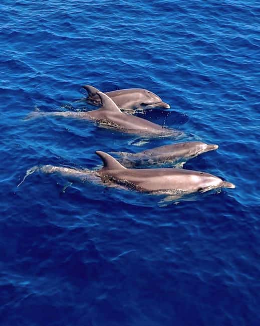 Olbia: Dolphin Watching & Snorkeling Boat Tour near Figarolo - Quick take: what makes this tour work