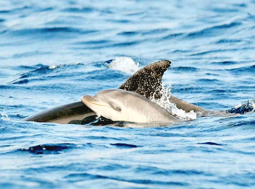 Olbia: Dolphin Watching & Snorkeling Boat Tour near Figarolo - Olbia boat tour basics: where you start and how the day flows