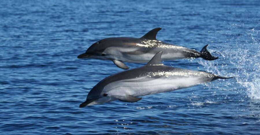 Olbia: Dolphin Watching & Snorkeling Boat Tour near Figarolo - Stop 1: Isola di Figarolo for swimming and snorkeling