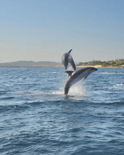 Olbia: Dolphin Watching & Snorkeling Boat Tour near Figarolo - The boat ride: fast, fun, and not for everyone