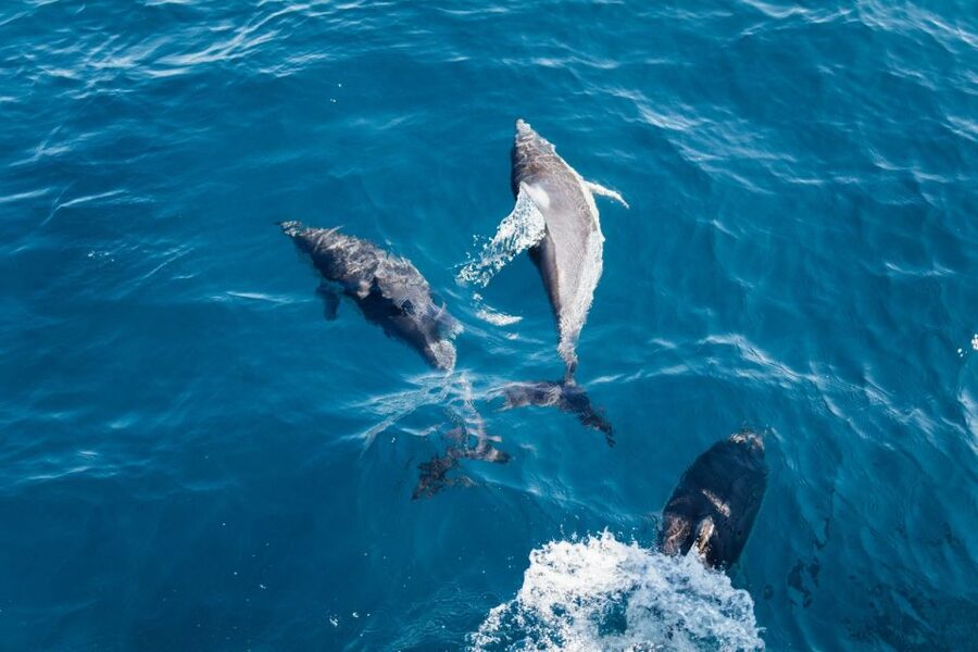Olbia: Dolphin Watching & Snorkeling Boat Tour near Figarolo - Dolphin watching around Capo Figari: where the wildlife moment happens