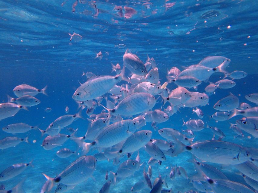 Olbia: Dolphin Watching & Snorkeling Boat Tour near Figarolo - Cala Moresca: the break, the aperitif, and the second swim stop