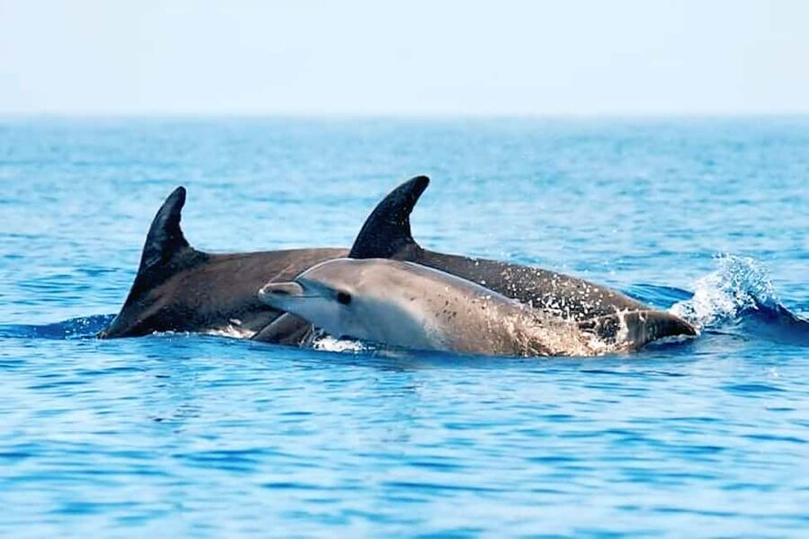 Olbia: Dolphin Watching & Snorkeling Boat Tour near Figarolo - Isola della Bocca and the nearby bird spot: cruising with purpose