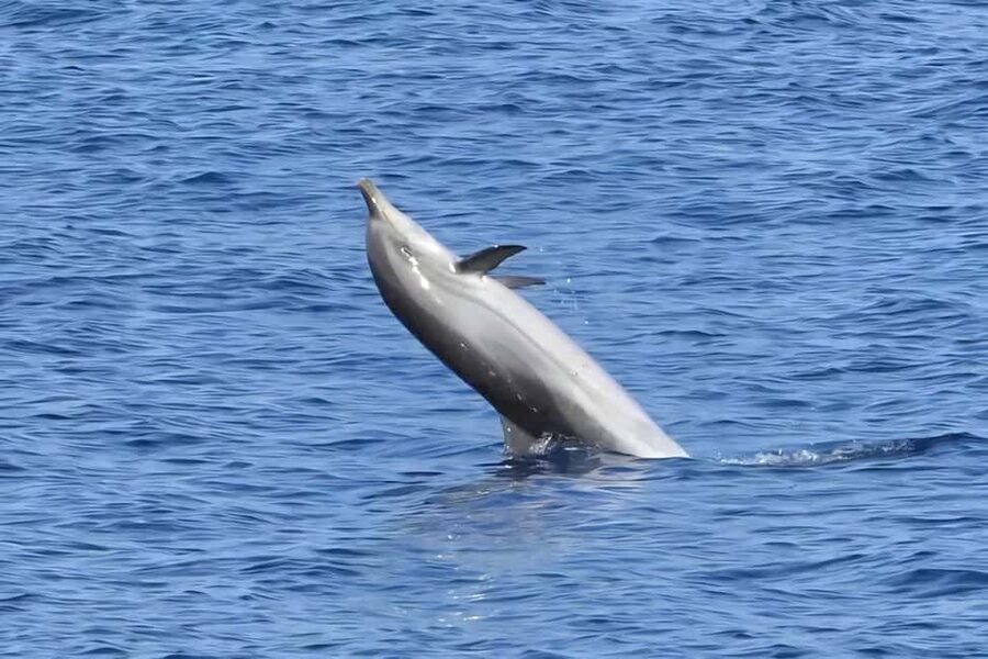Olbia: Dolphin Watching & Snorkeling Boat Tour near Figarolo - Who this tour fits best (and who should skip it)