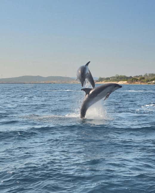 Olbia: Dolphin Watching & Snorkeling Boat Tour near Figarolo - The boat ride: fast, fun, and not for everyone