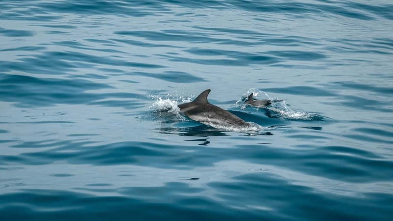 Olbia: Dolphin Watching & Snorkeling Boat Trip - Key Highlights You’ll Care About
