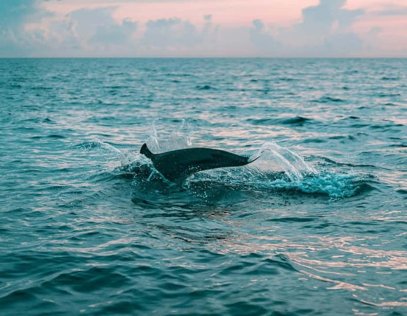 Olbia: Dolphin Watching & Snorkeling Boat Trip - Why Golfo Aranci Works Better Than Most Dolphin Tours