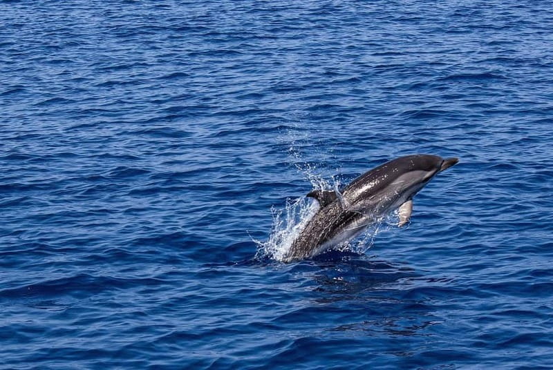 Olbia: Dolphin Watching & Snorkeling Boat Trip - Figarolo Island, Cala Moresca (or Cala Greca), and Your Snorkel Time