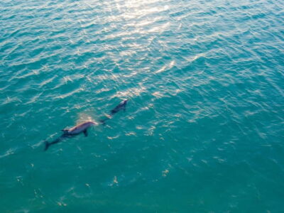 Olbia: Dolphin Watching & Snorkeling Boat Trip - From Olbia to Capo Figari: The Short Ride That Sets the Tone