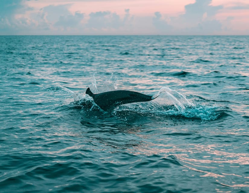 Olbia: Dolphin Watching & Snorkeling Boat Trip - Aperitif on the Water: A Small Luxury That Changes the Mood
